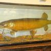 Taxidermy